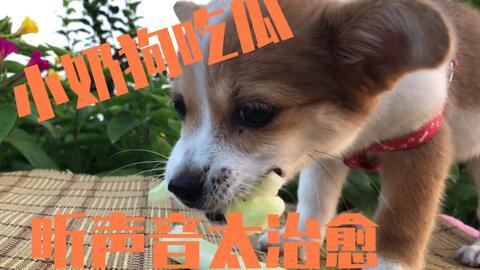 娱乐吃瓜酱小狗被卖